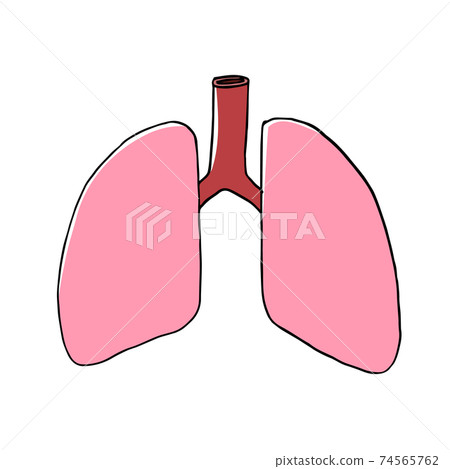 Image of healthy lungs 74565762