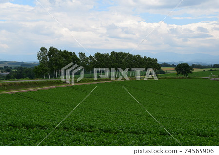 Patchwork path Patchwork path 74565906