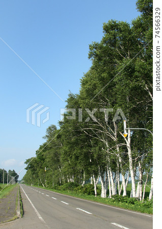樺樹成排的直路十勝平原十勝風景 74566329