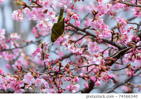 Whitetail Kawazu Sakura 74566340