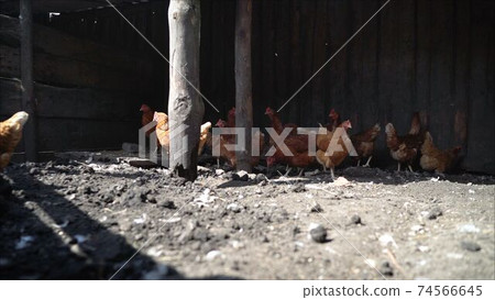 Chicken Farm, Poultry. Hens and rooster in the chicken coop Chicken Farm, Poultry. Hens and rooster in the chicken coop 74566645