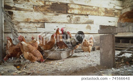 Chicken coop. Chickens in a chicken coop on a farm. Chicken coop. Chickens in a chicken coop on a farm. 74566648