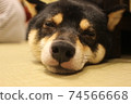Dog 74566668