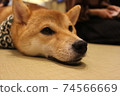 Dog 74566669