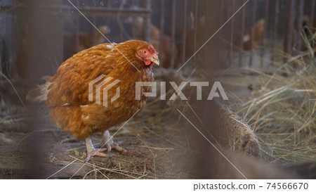 Chicken in the chicken coop, chicken on the farm. Brown chickens. Chickens in the hen house in winter. 74566670