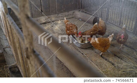 Colorful chickens under the tree. Beautiful brown hen in the chicken coop. Private chicken coop with wood imitation. 74566671