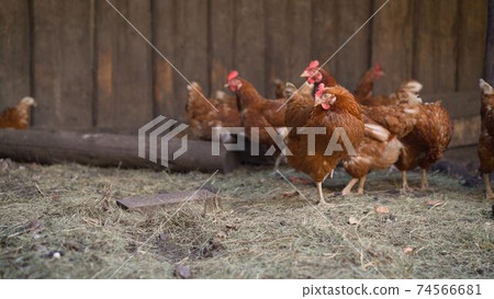 Beautiful and colorful chickens peck grain in the yard of a farmhouse. Beautiful red chickens on the farm. Beautiful and colorful chickens peck grain in the yard of a farmhouse. Beautiful red chickens on the farm. 74566681