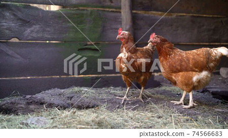 Brown chicken bird walking in the tall green grass in summer free. Brown chickens walk in a summer meadow. A colorful rooster protects chickens from strangers. Rooster and chickens are walking around Brown chicken bird walking in the tall green grass in summer free. Brown chickens walk in a summer meadow. A colorful rooster protects chickens from strangers. Rooster and chickens are walking around 74566683