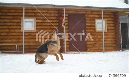 East European Shepherd. Young energetic scared dog walks in the forest. Harmonious relationship with the dog: mental health, education and training. East european dog in winter. East European Shepherd East European Shepherd. Young energetic scared dog walks in the forest. Harmonious relationship with the dog: mental health, education and training. East european dog in winter. East European Shepherd 74566709