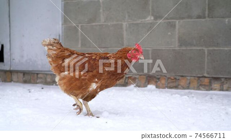 Red fat chicken stands in the snow. Free range chicks are fighting for a position in the sun on a cold winter day with snow on the ground. Chicken in the yard covered in snow. Red fat chicken stands in the snow. Free range chicks are fighting for a position in the sun on a cold winter day with snow on the ground. Chicken in the yard covered in snow. 74566711