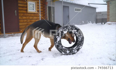 Black shaggy dog frolic on white snow in winter on the street. Shepherd dog plays with a tire on the street in winter. The dog plays in the winter on the street. 74566713