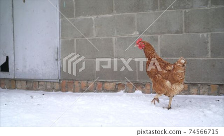 Red fat chicken stands in the snow. Free range chicks are fighting for a position in the sun on a cold winter day with snow on the ground. Chicken in the yard covered in snow. 74566715