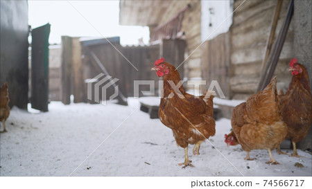 Chicken farm village chicken farm stable with lots of hen doing exercise outdoor on an early winter day. Beautiful hens - laying hens in the winter in the yard Chicken farm village chicken farm stable with lots of hen doing exercise outdoor on an early winter day. Beautiful hens - laying hens in the winter in the yard 74566717