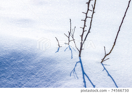 young tree covered with snow 74566730
