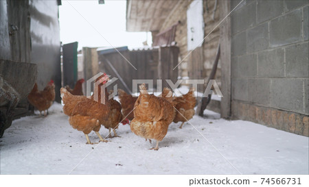 Chicken farm village chicken farm stable with lots of hen doing exercise outdoor on an early winter day. Beautiful hens - laying hens in the winter in the yard 74566731