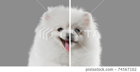 Fun and creative combination of portraits of young dogs with different emotions, various expression on splited multicolored background. 74567102