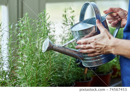 Selective focus on can in female hands watering rosemary Selective focus on can in female hands watering rosemary 74567453