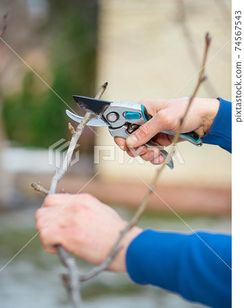 Close up of worker hands. The gardener cuts branches of bushes and trees in his garden. 74567543