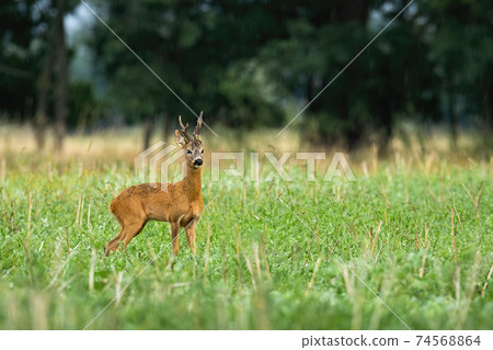 Big roe deer buck standing on agricultural field in summer with copy space. 74568864
