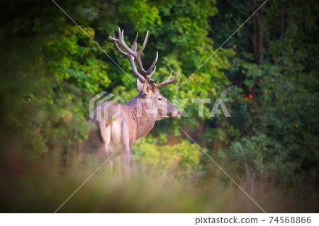 Red deer stag standing in forest in in summertime nature 74568866