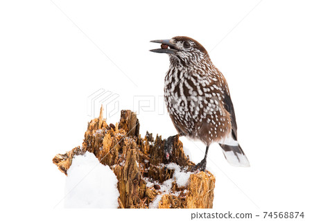 Spotted nutcracker sitting on stump covered in snow isolated on white Spotted nutcracker sitting on stump covered in snow isolated on white 74568874