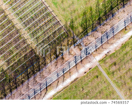 [Shiga Prefecture] Metasequoia tree-lined road aerial view 74569357