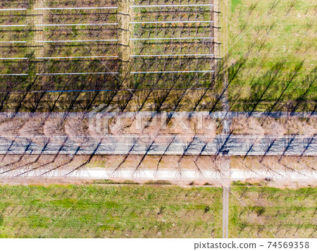 [Shiga Prefecture] Metasequoia tree-lined road aerial view 74569358