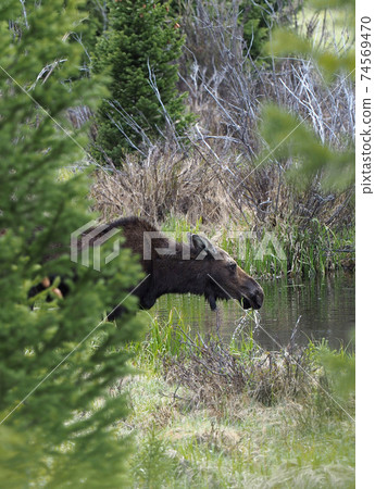Female elk drinking pond water Female elk drinking pond water 74569470