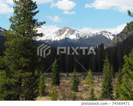 Forest landscape with a part of the Rocky Mountains with residual snow in the background 74569471