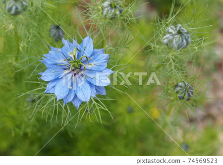 淺藍色黑色小茴香花和芽 照片素材 圖片 圖庫