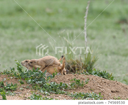 Ogro prairie dog kid riding on his mother's back on a burrow Ogro prairie dog kid riding on his mother's back on a burrow 74569530