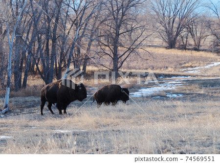 Two American bisons standing in the meadow in the setting sun 74569551