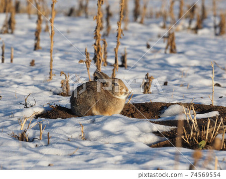Cottontail rabbit bathing in the morning sun in a snowy field 74569554