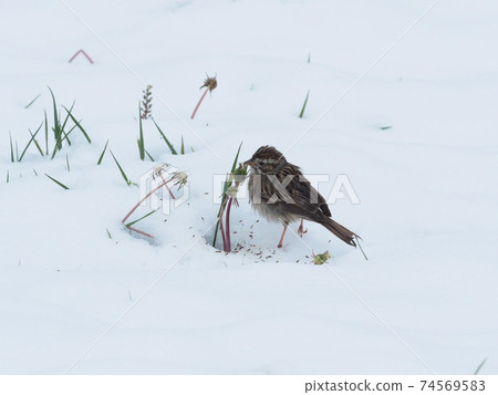 一隻麻雀在唱歌從雪地裡出來的蒲公英種子 74569583