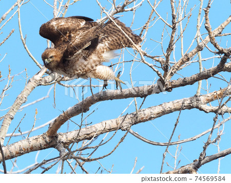 紅尾鷹從樹枝飛 74569584