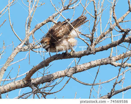 Red-tailed hawk trying to fly off a branch 74569586
