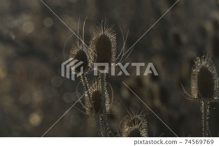 在夕陽下閃耀的植物種子 74569769