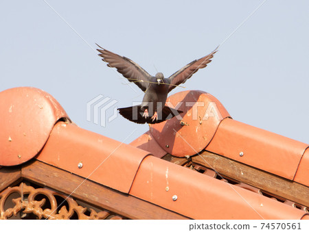 Pigeon against a blue sky with twig for build nest in his beak. Flying dove is landing on red roof. Pigeon against a blue sky with twig for build nest in his beak. Flying dove is landing on red roof. 74570561