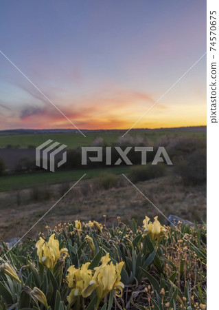 Dwarf iris in Pusty kopec u Konic near Znojmo, Southern Moravia, Czech Republic 74570675