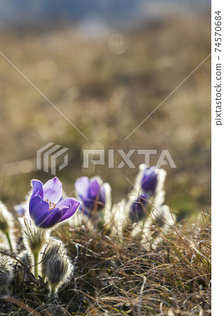 Pasque flower, National park Podyji, Southern Moravia, Czech Republic Pasque flower, National park Podyji, Southern Moravia, Czech Republic 74570684