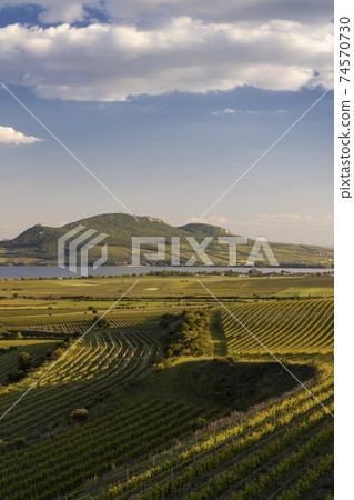 Spring vineyards under Palava near Sonberk, South Moravia, Czech Republic Spring vineyards under Palava near Sonberk, South Moravia, Czech Republic 74570730