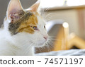 The domestic tricolor cat wants to sleep.  74571197