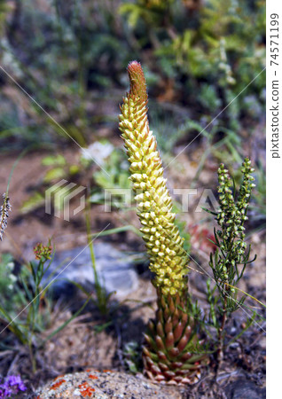 Orostachys spinosa. Wild plant of the nature of Siberia. Orostachys spinosa. Wild plant of the nature of Siberia. 74571199