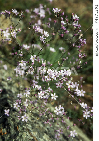 Gypsophila repens. Wild plant of the nature of Siberia.  74571201