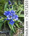 Gentiana. Wild plant of the nature of Siberia.  74571203