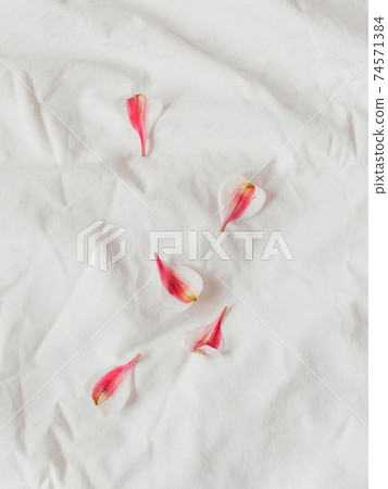 Alstroemeria petals on crumpled white fabric. Natural elegant decoration. Romantic background. Top view, flat lay. Alstroemeria petals on crumpled white fabric. Natural elegant decoration. Romantic background. Top view, flat lay. 74571384