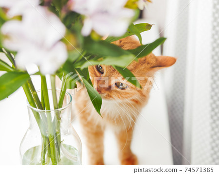 Cute ginger cat sniffs bouquet of alstroemeria flowers in glass vase. Fluffy pet and blossoming plant with green leaves. 74571385
