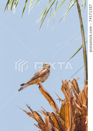 Falcon sits on palm tree on clear blue background. Big bird staring in camera. Sunny day in Hurghada, Egypt. Falcon sits on palm tree on clear blue background. Big bird staring in camera. Sunny day in Hurghada, Egypt. 74571387