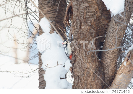 Great spotted woodpecker in Hokkaido in winter 74571445