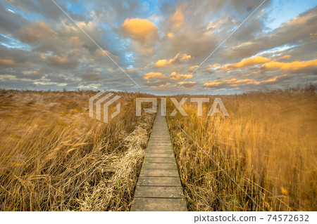 Wooden walkway through tidal marsh Wooden walkway through tidal marsh 74572632